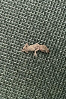 Валерия Александровна Никонова