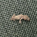 Никонова Валерия Александровна